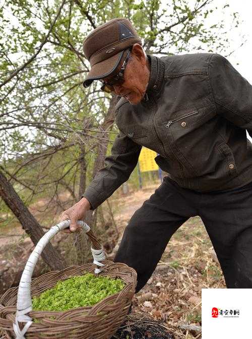 榆树老人做交易森林图片：神秘场景背后的故事与秘密